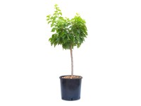 GROW by OBI Meruňka zakrslá (Prunus armeniaca) GROW by OBI Meruňka zakrslá (Prunus armeniaca)