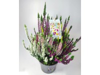 Q-Flower Vřes obecný (Calluna vulgaris) 