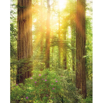Komar Vliesová fototapeta Redwood 200 x 250 cm