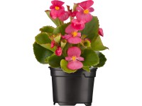 Begónie stálokvětá (Begonia semperflorens) pr. květináče 9 cm