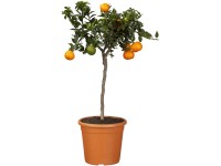 Citrus na kmínku v květináči pr. 17 cm