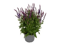 GROW by OBI Šalvěj hajní (Salvia nemorosa), pr. 19 cm