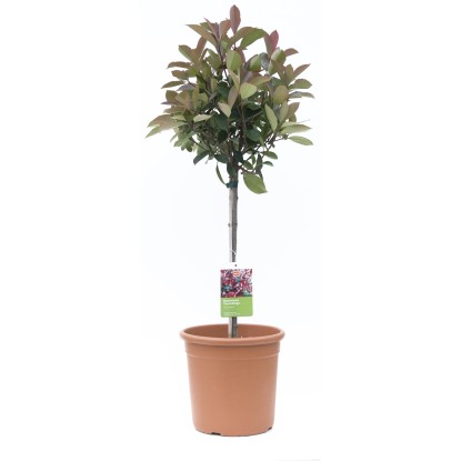 OBI Blýskalka "Carré Rouge" výška cca 65 cm květináč cca 9 l