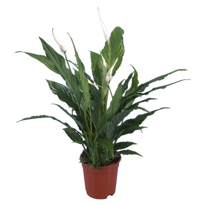 Lopatkovec průměr květináče cca 13 cm