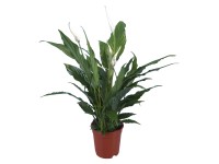 Lopatkovec průměr květináče cca 13 cm Lopatkovec průměr květináče cca 13 cm