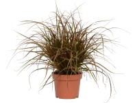 OBI Ostřice havajská (Uncinia uncinata) 