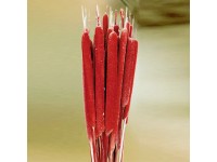 Orobinec červený (Typha large), 3 ks