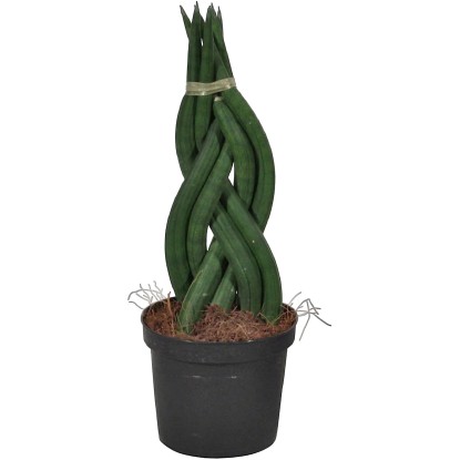 Tchynin jazyk průměr květináče cca 12 cm Sansevieria zeylanica fan