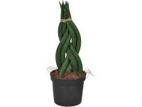Tchynin jazyk průměr květináče cca 12 cm Sansevieria zeylanica fan Tchynin jazyk průměr květináče cca 12 cm Sansevieria zeylanica fan