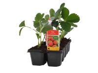 CZ-Flora Jahodník jednouplodící velkoplodý (Fragaria x ananassa) 10-pack