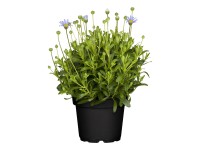 Felicie kapská (Felicia amelloides), pr. kv. cca 12 cm