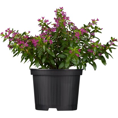 Japonská myrta průměr květináče cca 12 cm Cuphea hyssopifolia