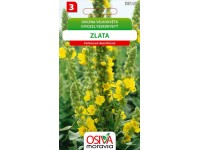 Semínka Divizna velkokvětá Zlata (Verbascum densiflorum) Semínka Divizna velkokvětá Zlata (Verbascum densiflorum)