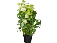 OBI Hortenzie (Hydragena) OBI Hortenzie (Hydragena)