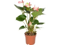 Anthurie Amalia Elegance bílá-růžová Anthurie Amalia Elegance bílá-růžová