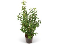 Bobkovišeň lékařská (Prunus laurocerasus) Bobkovišeň lékařská (Prunus laurocerasus)