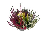 Landgard Vřes obecný (Calluna vulgaris) 