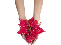 Mini vánoční hvězda 