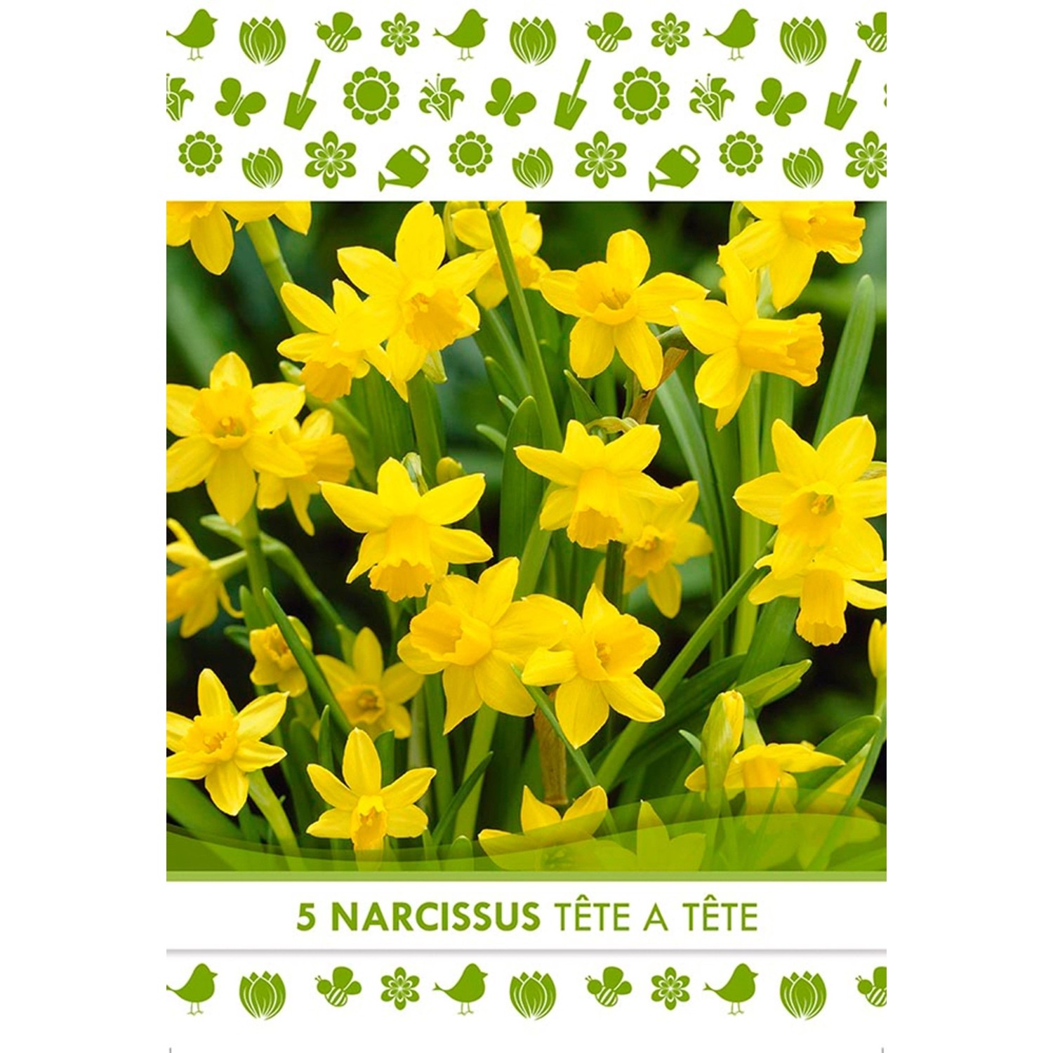 Květinová cibulka narcisu (Narcissus Botanical Tete a Tete)