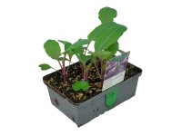 Landgard Kedluben modrý (Brassica oleracea var. gongylodes) 6 ks v misce