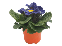 Prvosenka bezlodyžná s modrobílým květem, pr. 10,5 cm