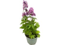 GROW BY OBI Stračka vyvýšená (Delphinium elatum), různé druhy, pr. 17 cm