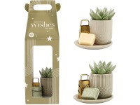 Dužnatka (Echeveria) v dárkové sadě, různé druhy, pr. 13 cm Dužnatka (Echeveria) v dárkové sadě, různé druhy, pr. 13 cm