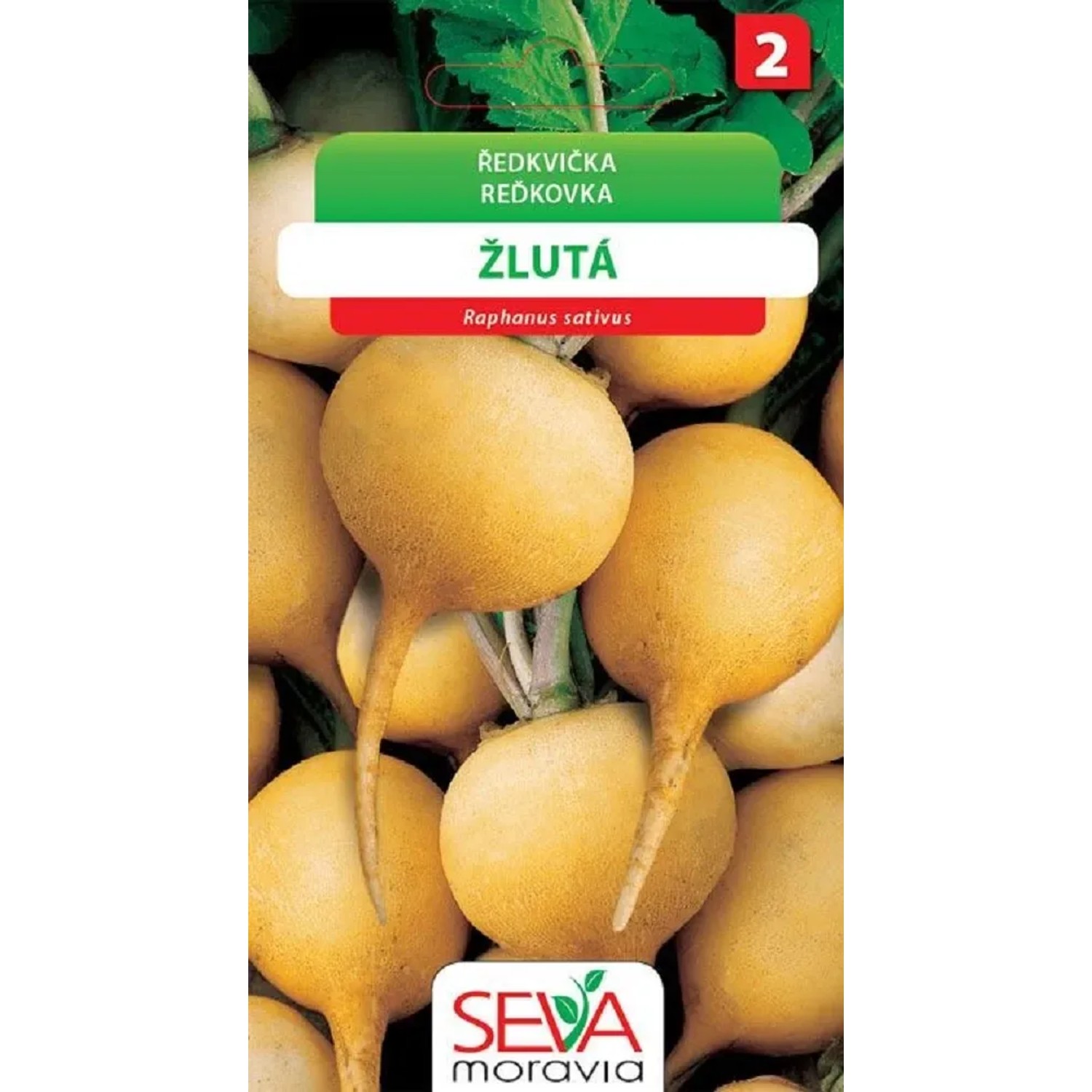 Ředkvička - žlutá (Raphanus sativus)