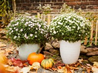 GROW by OBI Listopadka (Chrysanthemum indicum) různé barvy 40 cm pr. kv. 19 cm GROW by OBI Listopadka (Chrysanthemum indicum) různé barvy 40 cm pr. kv. 19 cm