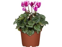 Brambořík břečťanolistý průměr květináče cca 11 cm