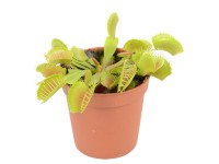 Mucholapka podivná, pr. květináče cca 14 cm