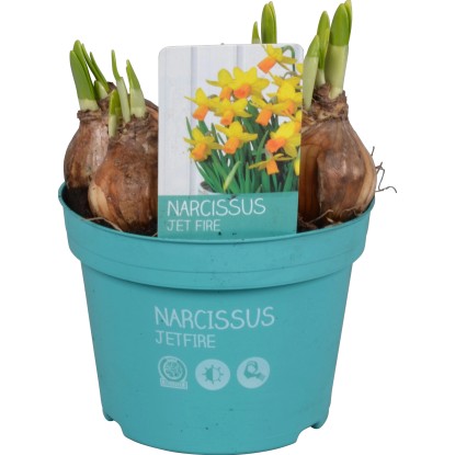 Narcis "Jetfire Diamond Collection" žlutooranžový průměr květináče cca 12 cm