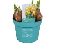 Narcis 