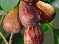 ARBOEKO Fíkovník smokvoň (Ficus carica) ARBOEKO Fíkovník smokvoň (Ficus carica)
