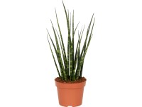 GROW by OBI Tchynin jazyk různé druhy pr. květináče cca 12 cm GROW by OBI Tchynin jazyk různé druhy pr. květináče cca 12 cm