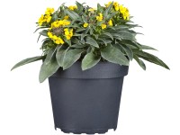OBI Trýzel žlutý pr. květináče cca 13 cm