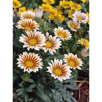 Gazánie polokeř průměr květináče cca 13 cm