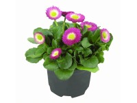 WW Flora Sedmikráska chudobka (Bellis perennis) různé barvy cca pr. 9 cm