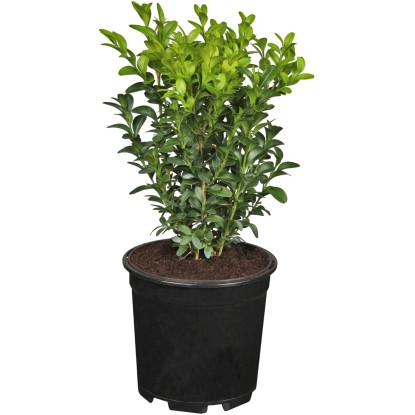 Zimostráz průměr květináče 9 cm