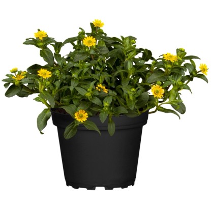Grow by OBI Vitálka žlutá (Sanvitalia procumbens), pr. květináče cca 13 cm
