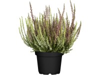 GROW by OBI Vřes Twins (Calluna Garden Girls), pr. květináče 24 cm