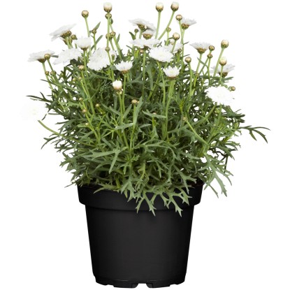 Grow by OBI Kopretinovec (Argyranthemum frutescens), pr. květináče cca 13 cm
