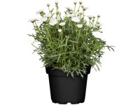 Grow by OBI Kopretinovec (Argyranthemum frutescens), pr. květináče cca 13 cm