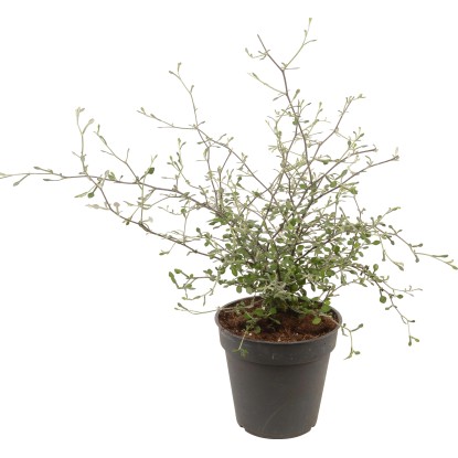 Korokie bonsaj "Maori Green" průměr květináče cca 13 cm