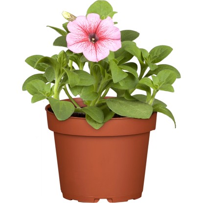 OBI Petunie "Surfinia" průměr květináče cca 12 cm Petunia