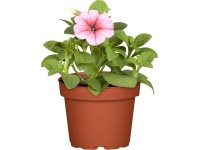 OBI Petunie OBI Petunie