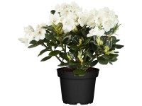 Pěnišník mix (Rhododendron hybridum) výška cca 30-40 cm Pěnišník mix (Rhododendron hybridum) výška cca 30-40 cm