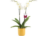 Orchidej motýlokvětá 