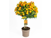 GROW by OBI Libora měnivá (Lantana camara) kmínek 80 cm, pr. kv. 17 cm