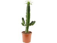 Pryšec kanárský, průměr květináče cca 17 cm, Euphorbia acrurensis canarias
